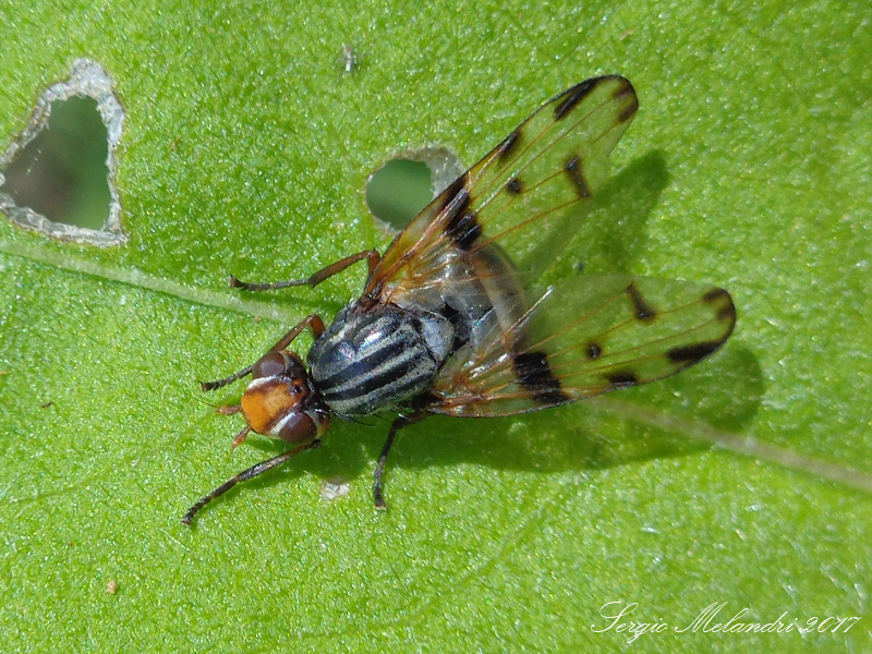 Ulididae: Otites formosa